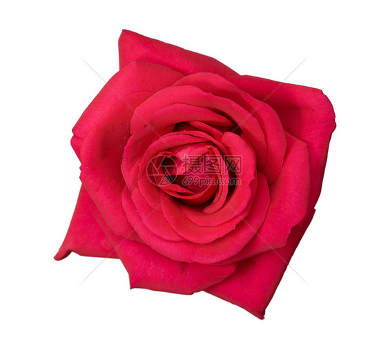 粉红玫瑰花朵宏观展示白色红色礼物玫瑰花瓣浪漫图片
