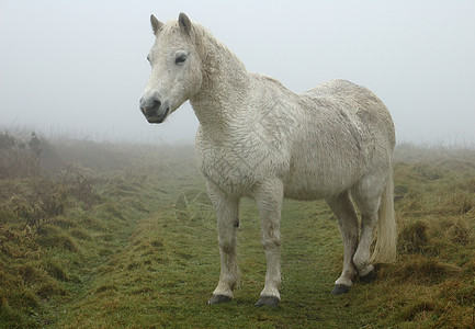 雾中荒地上的白马图片