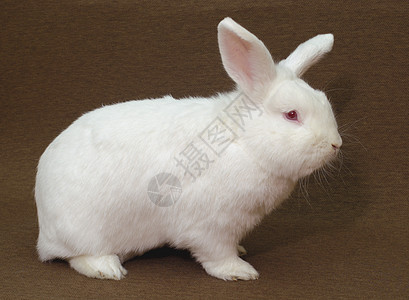 白兔子粉色白色口蹄疫龟孔哺乳动物警报动物眼睛图片
