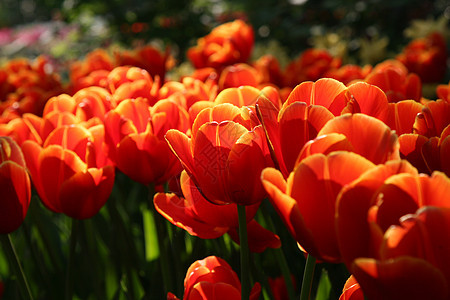 橙色郁金香花瓣橙子园艺场地植物群花园图片