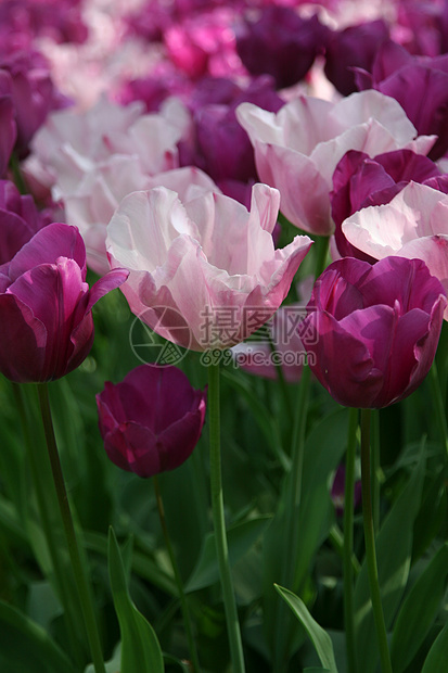 美丽的郁金香植物群紫色场地粉色园艺花园花瓣图片
