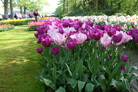 紫色和粉红色郁金香阳光粉色植物群园艺花园花瓣植物图片