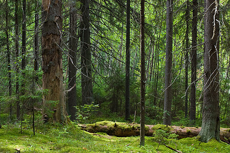 神秘森林环境生活活力木材树干荒野树木地衣苔藓针叶图片