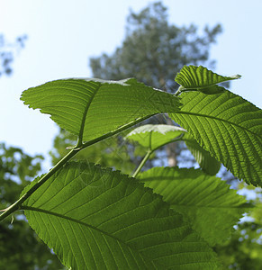 新鲜树叶天空叶子蓝色季节绿色植物森林图片