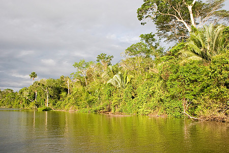 桑多瓦尔湖黑色金刚鹦鹉生态旅游黏土热带丛林小屋鳄鱼森林动物背景图片