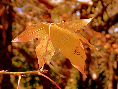 秋叶琥珀色黄色背景图片
