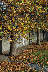都柏林凤凰公园秋天城市树叶公园景观路灯街道小路季节性灯柱图片