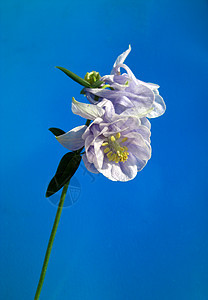 科伦平花园蓝色花店活力花朵植物学植物天堂灌木铭文图片