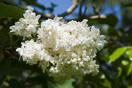 白花活力白色紫丁香树叶花朵园艺绿色叶子花园香水图片