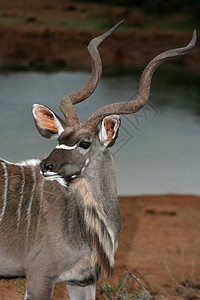 Kudu 公牛肖像图片