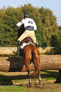 事件数量哺乳动物运动动物马术马匹竞赛图片