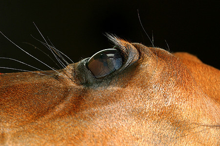 马眼眼睛宠物哺乳动物马匹动物图片