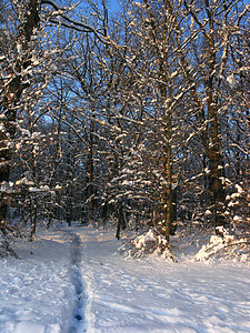 路径路徑神话旅行曲目场景游客小路季节森林雪景车道图片