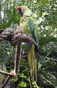 Parrot 鹦鹉橙子情调金子栖息金刚鹦鹉翅膀绿色动物园羽毛白色图片