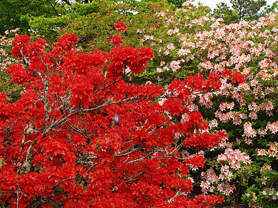 光度公园花朵衬套花园植物背景图片