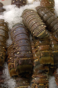 海食品市场     龙虾尾图片