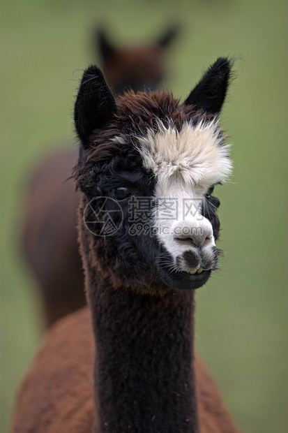 阿尔帕亚斯白色微笑骆驼农业农场羊驼牧场动物动物园羊毛图片