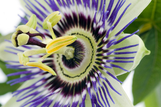 紫色激情花热情花粉藤蔓黄色植物群白色蓝色植物花园登山者图片