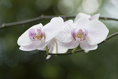 兰花植物学花瓣生长紫色农场植物森林花粉热带花园图片