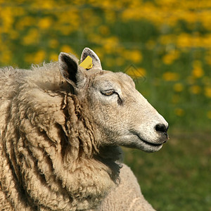 绵羊的肖像羊毛家畜白色农场动物灰色图片
