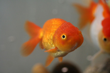狮子头金鱼池塘金子黄色鲤鱼橙子尾巴红色宏观水族馆宠物图片