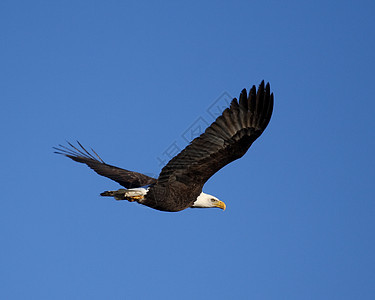 秃鹰飞翔鸟类白头力量鲸鱼成人航班荒野野生动物自由蓝天图片