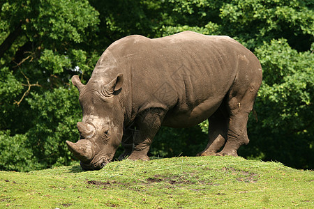 Rhino(ceros) 食草图片