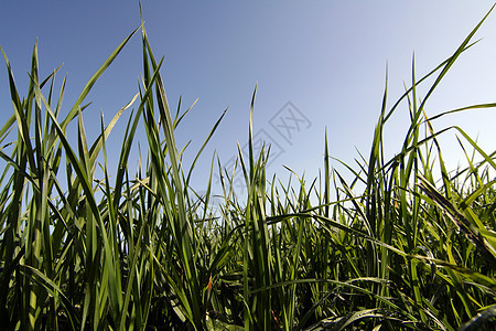 青草荒野草地绿色场地花园植物叶子公园图片