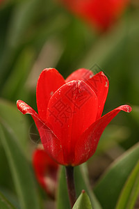 红郁金红色郁金香植物学图片