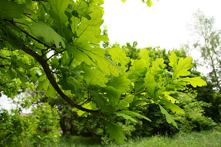 年轻的绿橡树叶森林木头数字太阳环境公园宏观晴天橡木天气图片