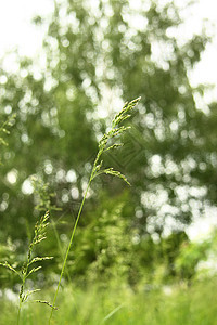 青绿草植物宏观蓝色农村草原区系环境保护季节天空草本植物图片