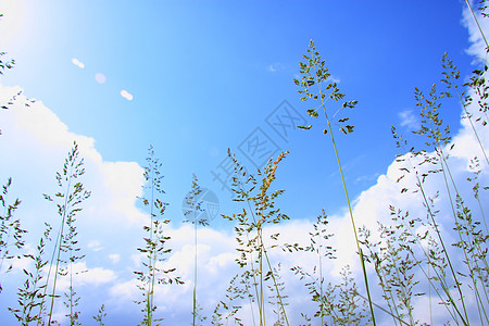 天空和长草背景图片