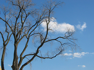 孤单的一棵树孤独天空空气蓝色午餐自由黑色图片