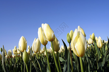 Tullip 郁金场地白色郁金香绿色黄色太阳花朵叶子图片
