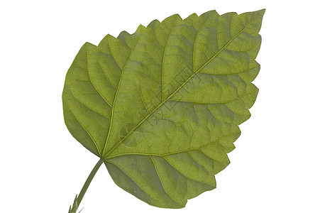 绿页木材阳光宏观叶子活力绿色生活植物学森林图片