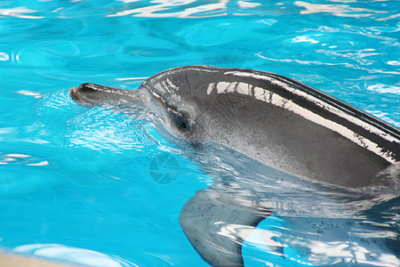 海豚动物鼻子智力生活鲸目游泳俘虏水池蓝色海洋图片