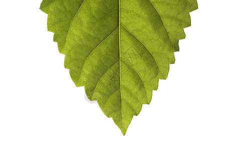 绿页森林活力叶子阳光生活绿色植物学宏观木材图片