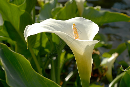 利里根茎草本荒野百合植物白色高清图片