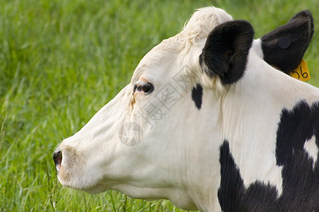 牛群剖面家畜农场牛肉动物哺乳动物母牛牧场农业牛奶图片