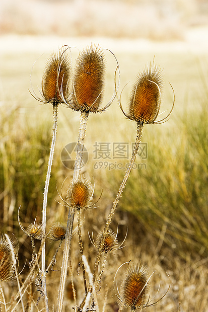 蓟植物群植物危险绿色杂草叶子尖刺树叶宏观花园图片