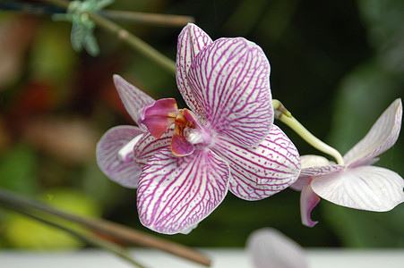 条形兰花花园花瓣白色条纹黑色植物植物学紫色宏观图片