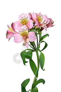 鲜花庆典绿色花序叶子礼物兰花花园粉色花瓣热带图片