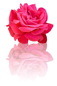 美丽的玫瑰花反射植物叶子紫色赏金礼物栽培花瓣白色粉色图片