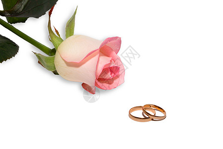 玫瑰和结婚戒指庆典订婚婚礼金子花瓣团结粉色背景图片