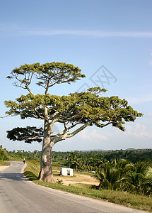 道路附近的树木场地瓶子团体蓝色植物香蕉热带叶子天空植物群图片