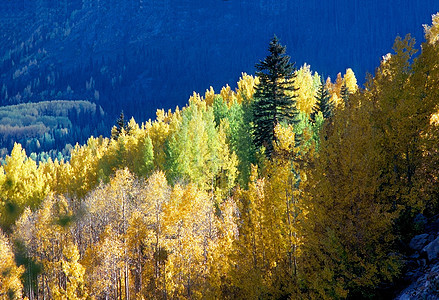 秋季季节颜色树叶图片