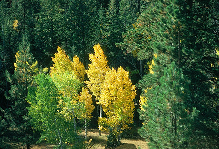 秋季树叶季节颜色背景图片