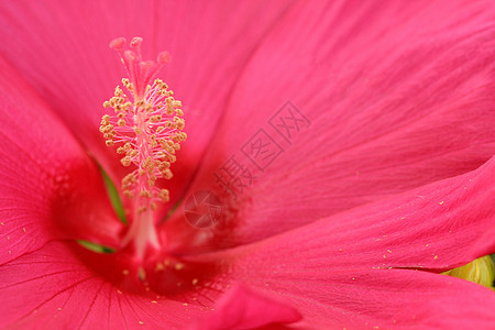 粉色象皮橙子天堂园艺热带宏观植物群花粉文化花瓣花园图片