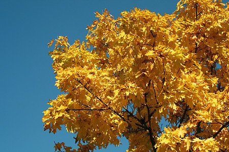 黄色叶子的秋叶图2日历公园纹理阳光蓝色金子季节天空植物森林图片