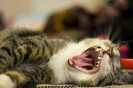 猫打哈网白色牙齿地面小猫灰色舌头说谎鲭鱼背景图片